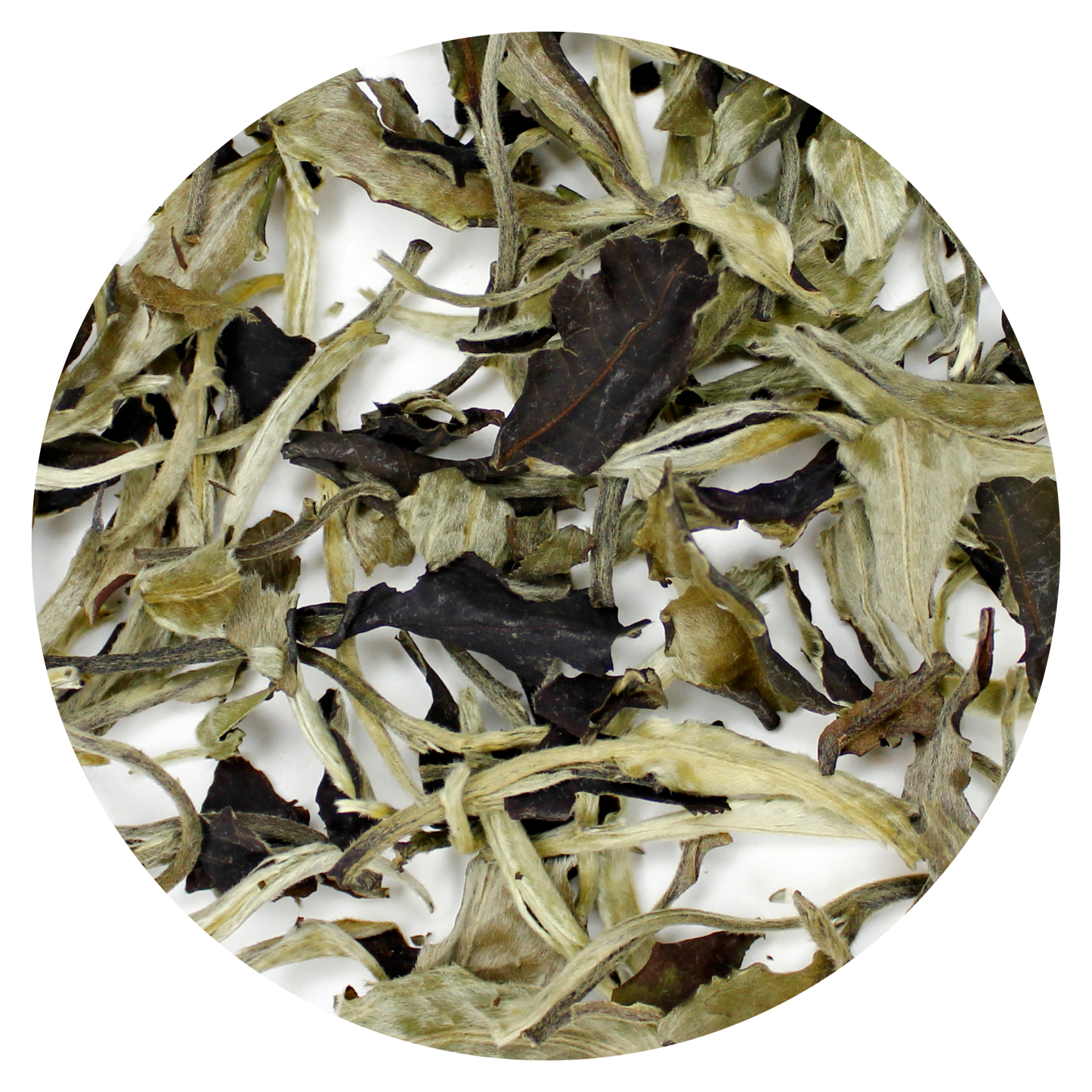 Moonlight White: Yue Guang Bai