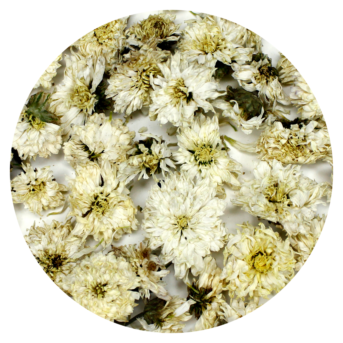 White Chrysanthemum Flowers
