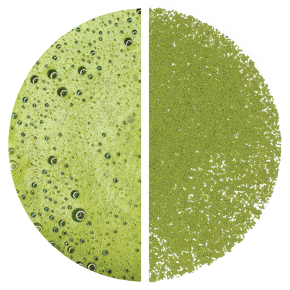 Matcha: Gabaron (Marukyu Koyamaen) - 40 g Tin