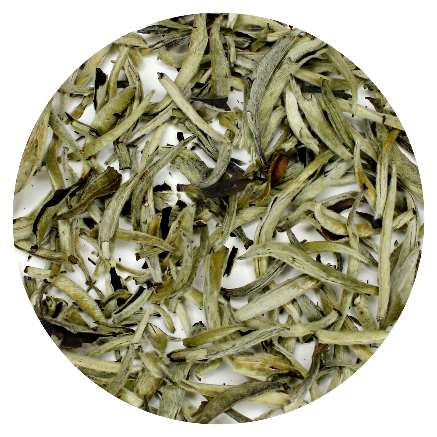 Silver Needles: Yin Zhen