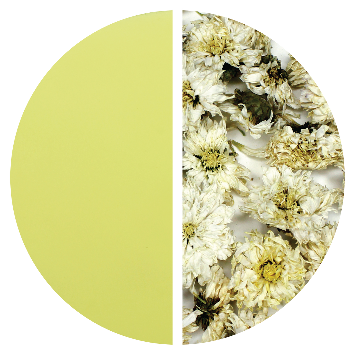 White Chrysanthemum Flowers