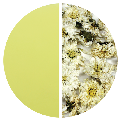 White Chrysanthemum Flowers